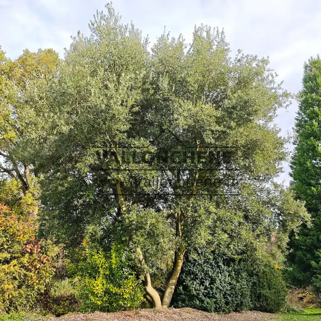 Un QUERCUS x hispanica 'Waasland Select' d'une vingtaine d'annĂ©es dans le Jardin de VallonchĂȘne