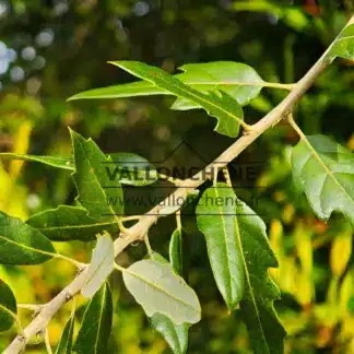 Nahaufnahme des Laubs von QUERCUS x hispanica 'Waasland Select' mit grĂŒner Oberseite und weiĂer Unterseite.