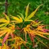 Feuillage automnal en vert, jaune et rouge de l'ACER palmatum 'Scolopendrifolium'