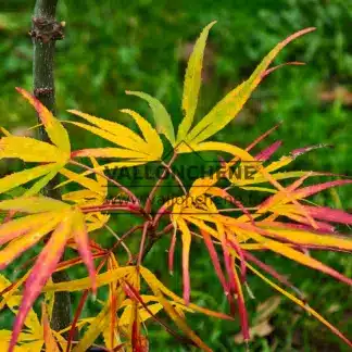 Feuillage automnal en vert, jaune et rouge de l'ACER palmatum 'Scolopendrifolium'