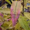 Feuille rose en pleine coloration automnale du CALLICARPA kwangtungensis Feuille rose en pleine coloration automnale du CALLICARPA kwangtungensis