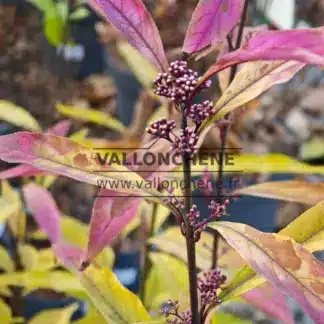 Blütenknospen des CALLICARPA kwangtungensis im Herbst