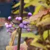 Fruits roses voire violettes du CALLICARPA kwangtungensis en automne Fruits roses voire violettes du CALLICARPA kwangtungensis en automne