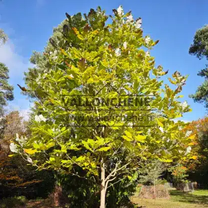 Feuillage du MAGNOLIA officinalis débutant sa coloration automnale dans le Begdebury National Pinetum Feuillage du MAGNOLIA officinalis débutant sa coloration automnale dans le Begdebury National Pinetum