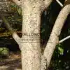 Magnifique écorce du MAGNOLIA officinalis dans Bedgebury National Pinetum au Royaume Uni Magnifique écorce du MAGNOLIA officinalis dans Bedgebury National Pinetum au Royaume Uni