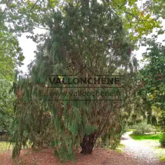 Ein sehr alter JUNIPERUS recurva coxii im Sheffield Park, Vereinigtes König