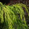 Gelbes Laub des CHAMAECYPARIS lawsoniana 'Filip's Twinkle Tails' sport