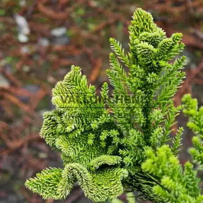 Fasciaciones con puntas amarillas del CRYPTOMERIA japonica 'Serama Gold'