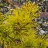 Intensely yellow needles of PINUS pungens 'Mountain Gold'