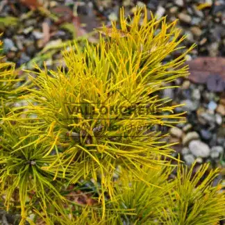 Intensiv gelbe Nadeln von PINUS pungens 'Mountain Gold'