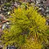 Intensely yellow needles of PINUS pungens 'Mountain Gold'