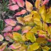 Early autumn colors on SYCOPARROTIA semidecidua 'Purple Haze'