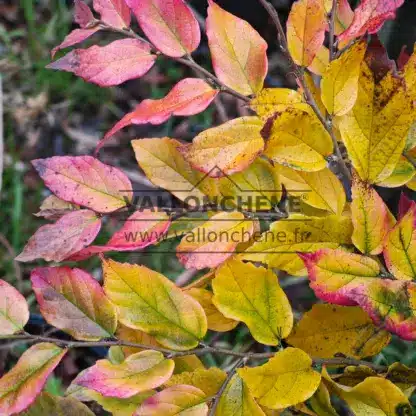 Early autumn colors on SYCOPARROTIA semidecidua 'Purple Haze'
