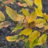 Autumn colors of SYCOPARROTIA semidecidua 'Purple Haze' before the leaves fall