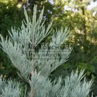 Un SEQUOIA giganteum 'Powder Blue' en bleu gris