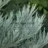 Gros plan sur le feuillage bleu du SEQUOIADENDRON giganteum 'Powder Blue' Gros plan sur le feuillage bleu du SEQUOIADENDRON giganteum 'Powder Blue'