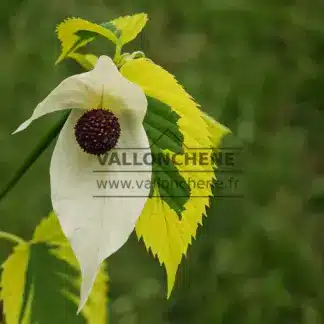 Die Blüte von DAVIDIA involucrata 'Lady Sunshine' und sein panaschiertes Laub