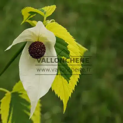 La fleur du DAVIDIA involucrata 'Lady Sunshine' et son feuillage panaché La fleur du DAVIDIA involucrata 'Lady Sunshine' et son feuillage panaché