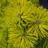 Feuillage hivernal du PINUS mugo 'Wintersonne' d'un jaune intense remarquable Feuillage hivernal du PINUS mugo 'Wintersonne' d'un jaune intense remarquable
