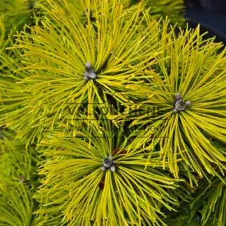 Winterpracht von PINUS mugo 'Wintersonne' in einem bemerkenswert intensiven Gelb