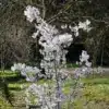View of a young PRUNUS 'The Bride' in the Vallonchêne Garden View of a young PRUNUS 'The Bride' in the Vallonchêne Garden