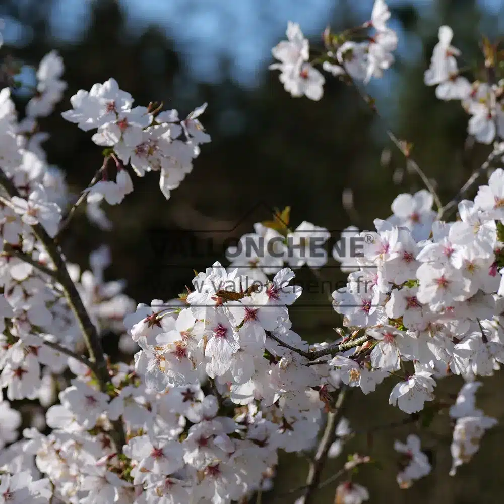 Vue rapprochée des fleurs du PRUNUS 'The Bride'