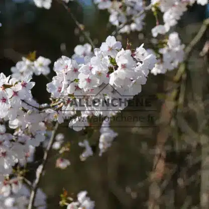 Close-up of the flowers of PRUNUS 'The Bride' Close-up of the flowers of PRUNUS 'The Bride'