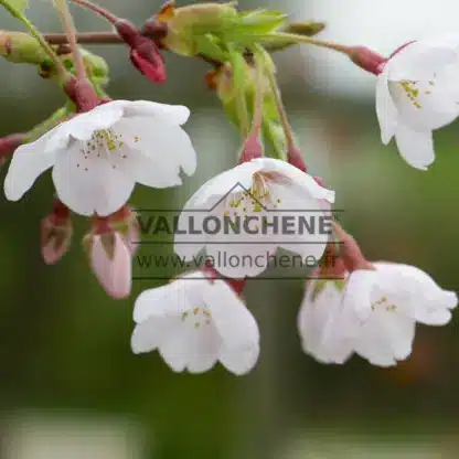 Close-up of the not-yet completely white flowers of PRUNUS yedoensis Close-up of the not-yet completely white flowers of PRUNUS yedoensis