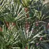Primer plano del follaje verde intenso de SCIADOPITYS verticillata, que deja ver la madera de color cobrizo