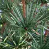 Primer plano del follaje verde intenso de SCIADOPITYS verticillata, que deja ver la madera de color cobrizo