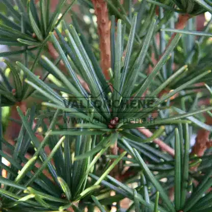 Primer plano del follaje verde intenso de SCIADOPITYS verticillata, que deja ver la madera de color cobrizo