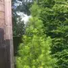 Un SCIADOPITYS verticillata con su silueta natural en forma de cono