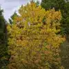 Un AESCULUS neglecta 'Erythroblastos' dans le Jardin de Vallonchêne en pleine transition du rose au vert en passant par le jaune. Un AESCULUS neglecta 'Erythroblastos' dans le Jardin de Vallonchêne en pleine transition du rose en vert en passant par le jaune.