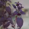 Purple foliage of CERCIDIPHYLLUM japonicum 'Rotfuchs'