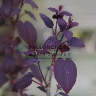Feuillage pourpre du CERCIDIPHYLLUM japonicum 'Rotfuchs'