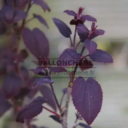 Purple foliage of CERCIDIPHYLLUM japonicum 'Rotfuchs'
