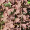Pink foliage of CERCIDIPHYLLUM japonicum 'Rotfuchs' fully transitioning from purple to green