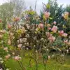 Eine blühende MAGNOLIA 'Coral Lake' im Garten von Vallonchêne Eine blühende MAGNOLIA 'Coral Lake' im Garten von Vallonchêne