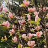 Fülle von korallenrosa Blüten der MAGNOLIA 'Coral Lake' Fülle von korallenrosa Blüten der MAGNOLIA 'Coral Lake'