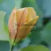 Fleur ouvrante du MAGNOLIA 'Judy Zuk' Fleur ouvrante du MAGNOLIA 'Judy Zuk'