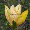Fleur jaune presque ouverte du MAGNOLIA 'Judy Zuk' Fleur jaune presque ouverte du MAGNOLIA 'Judy Zuk'