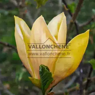 Fleur jaune presque ouverte du MAGNOLIA 'Judy Zuk'