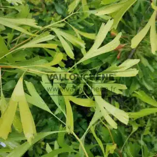 Feuillage vert du GINKGO biloba 'Saratoga'
