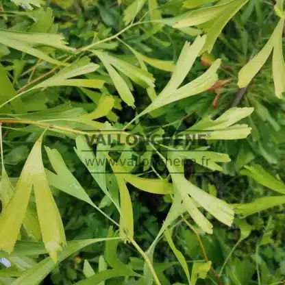 Green foliage of GINKGO biloba 'Saratoga' Green foliage of GINKGO biloba 'Saratoga'