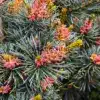 Fleurs roses du PINUS parviflora 'Negishi' Fleurs roses du PINUS parviflora 'Negishi'