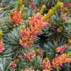 Fleurs d'un rose fluo du PINUS parviflora 'Negishi' Fleurs d'un rose fluo du PINUS parviflora 'Negishi'