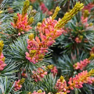Neonpinke Blüten der PINUS parviflora 'Negishi'