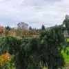 Un PSEUDOTSUGA menziesii 'Serpentine' d'une douzaine d'années dans le jardin de Vallonchêne Un PSEUDOTSUGA menziesii 'Serpentine' d'une douzaine d'années dans le jardin de Vallonchêne