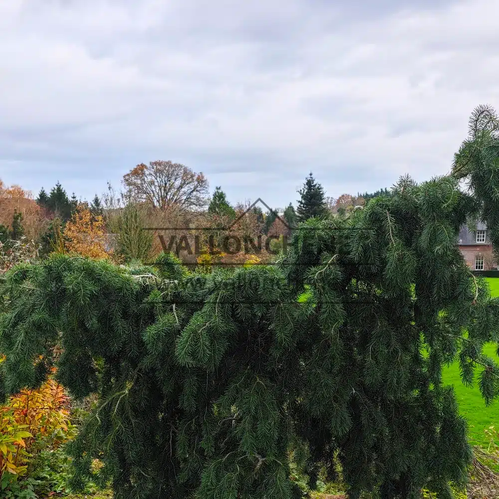 Un PSEUDOTSUGA menziesii 'Serpentine' d'une douzaine d'annĂ©es dans le jardin de VallonchĂȘne