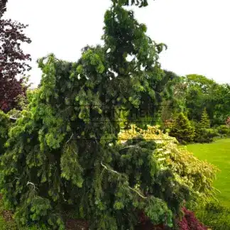 Un PSEUDOTSUGA menziesii 'Serpentine' dans le Jardin de Vallonchêne'